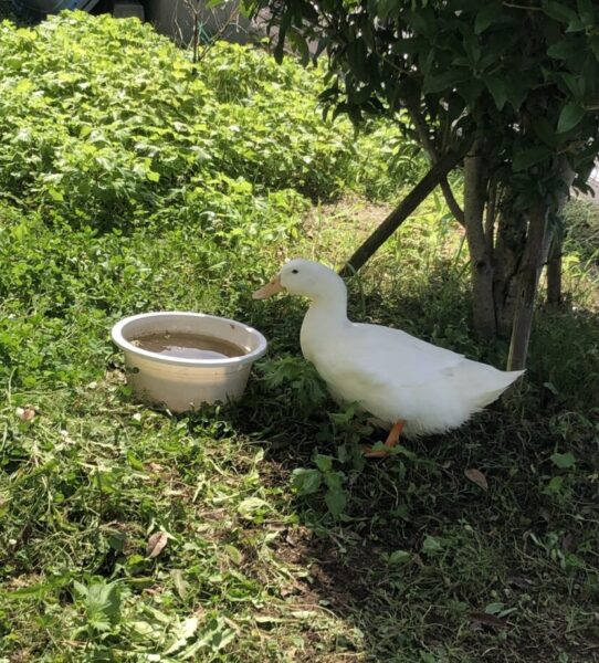 木陰に隠れるアヒル