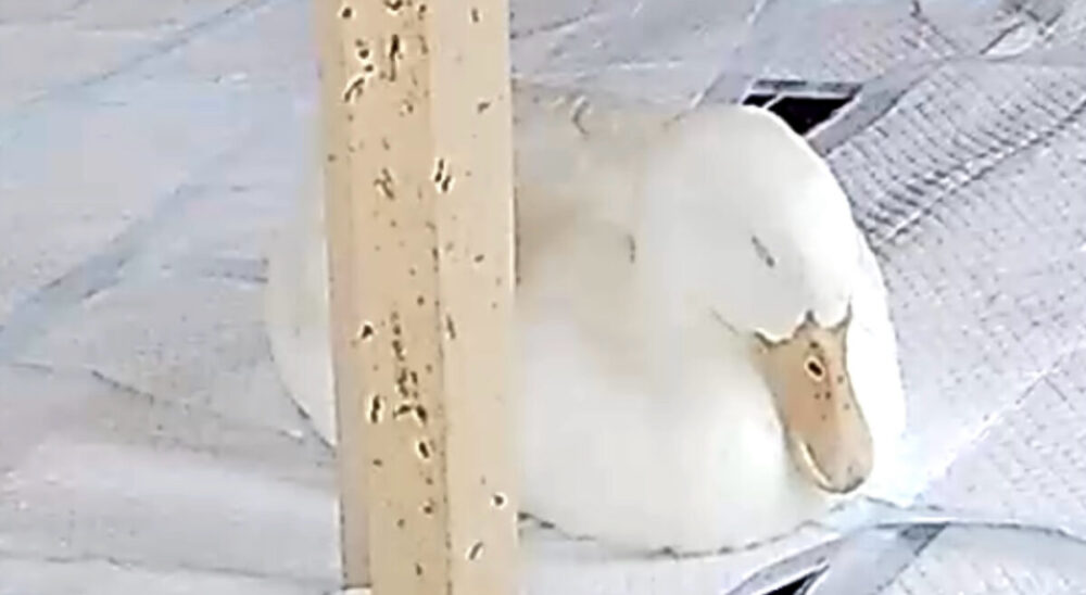 居眠り中のアヒル